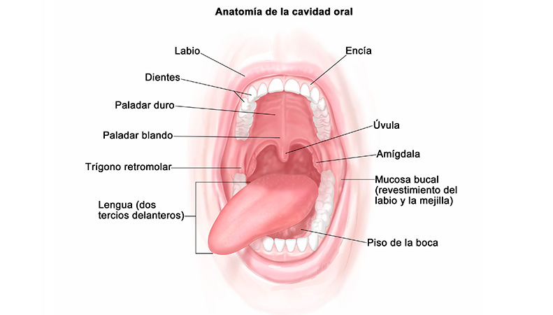 Cancer and oral Precancer 